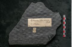 Foto (Detailansicht) von Lepidodendron veltheimiamum Sternbg. (NHMW-GEO-2024-0188-11033)